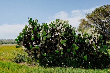 landscape with cactus