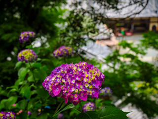 【京都府】柳田観音 楊谷寺の紫陽花