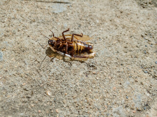 Cockroach dying on the concrete floor, paws up giving birth to larvae