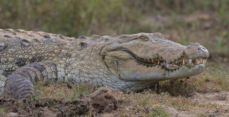 Crocodile in the bank; mugger crocodile resting; crocodile with mouth open; crocodile teeth