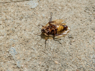 Cockroach dying on the concrete floor, paws up giving birth to larvae