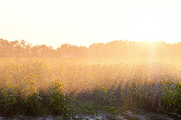Gießanlage von Sonnenblumen beim Sonnenuntergang