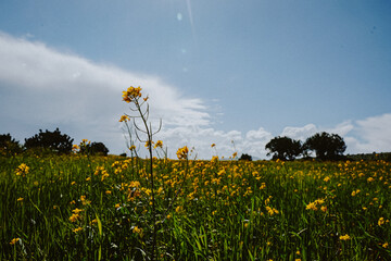 field of flowers