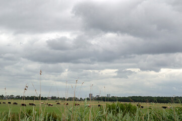 Fototapeta na wymiar Farmland Around Naarden The Netherlands 30-6-2020