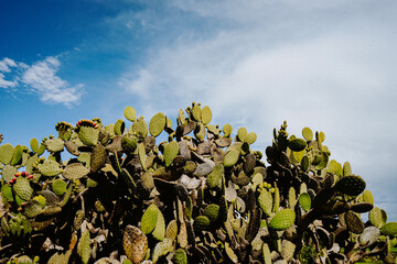 cactus in the desert