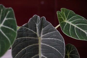 Close up of an ornamental plant that is green and has small pointed leaves planted in a white pot. Elephant ear garden. It can be used for photos of buying and selling plants, photos of website news.