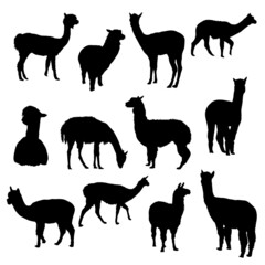 Collection of silhouettes of alpacas