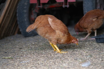 Poultry farm. Chickens graze in the yard. Growing poultry. Domestic bird.