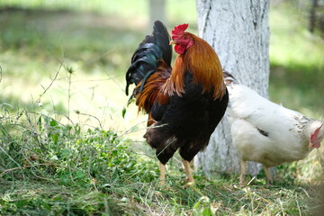 Poultry farm. Chickens graze in the yard. Growing poultry. Domestic bird.