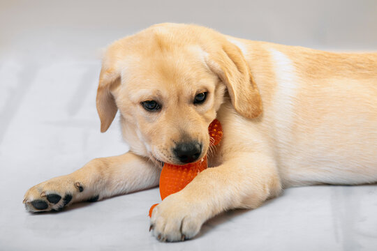 Little labrador retriever puppy lying on floor merrily biting orange plastic toy. Playful pets, curiosity, pet shop or veterinary clinic commercials