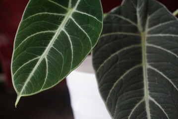 Close up of an ornamental plant that is green and has small pointed leaves planted in a white pot. Elephant ear garden. It can be used for photos of buying and selling plants, photos of website news.