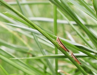 Grasshopper on a clump of green grass blur nature background