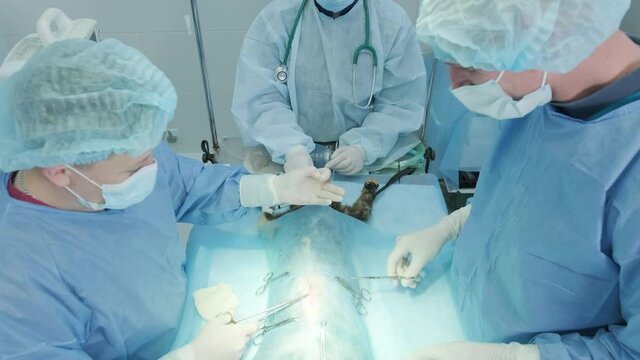 Veterinarian surgeons in operating room doing cat neutering