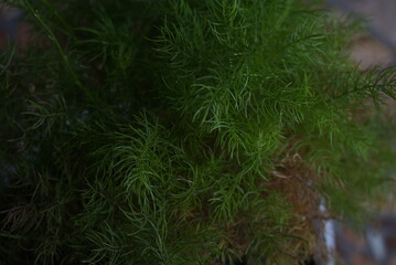 Close up of an ornamental plant that is green and has small pointed leaves planted in a white pot. A kind of papyrus. It can be used for photos of buying and selling plants, photos of website news.