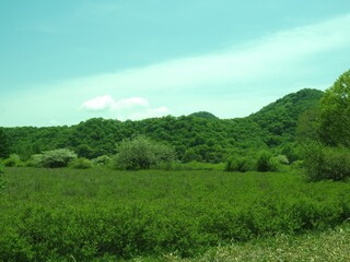 Obraz premium Walk through Senjogahara in early summer