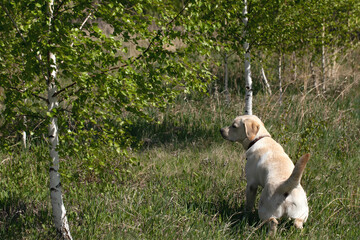 portrait of peeing young puppy of Labrador retriever dog on walk in green forest in summer. Copy...