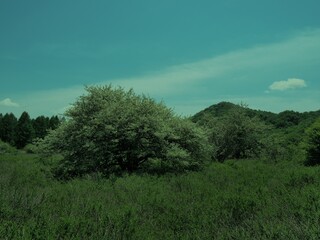Fototapeta premium Walk through Senjogahara in early summer