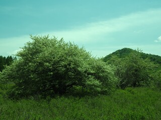 Fototapeta premium Walk through Senjogahara in early summer