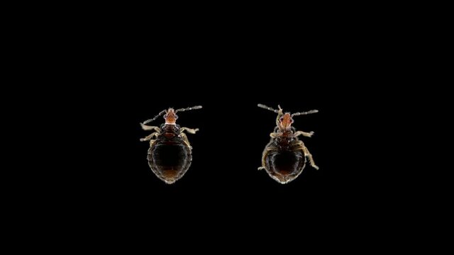 Blood-sucking bug superfamily Cimicoidea under a microscope, possibly family Cimicidae. Parasite feeds on blood of warm-blooded animals, mammals and birds. Sample found in Karelia, possibly a new spec