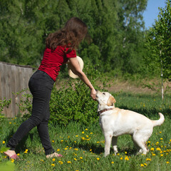 Handler woman holds hand with treat near muzzle of dog standing on lawn in park. Training or preparation of dog for exhibition. Labrador in pose of standing or raising pet.