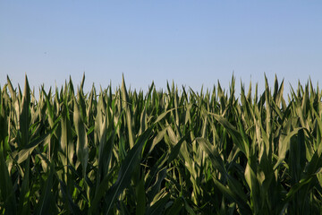 agricultural field during the daytime