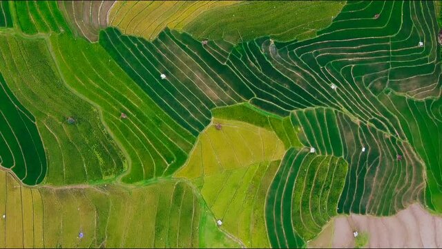 aerial panorama of agrarian rice fields landscape in the village of Semarang, Central Java, like a terraced rice fields ubud Bali Indonesia