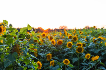Sonnenblumenfeld beim Sonnenuntergang