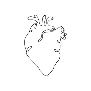 Human heart one line art. Continuous line drawing of human, internal, organs, heart, blood, aorta, blood vessels ventricle.