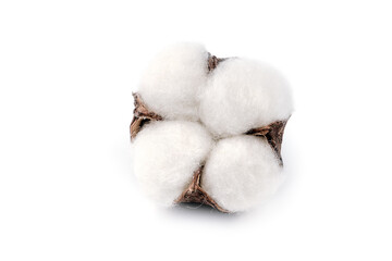 Cotton plant flower isolated on white background