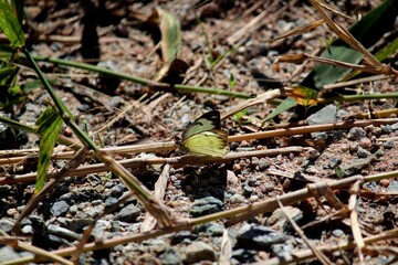 inseto borboleta – rhopalocera