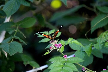 Obraz na płótnie Canvas inseto borboleta – rhopalocera