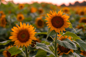 Sonnenblumen am Abendrot