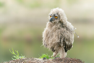  A beautiful juvenile  young European Eagle Owl (Bubo bubo)  in the Netherlands. Wild bird of prey...