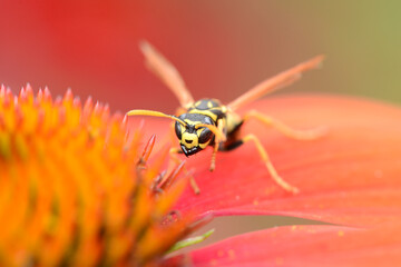 Insekten 20 © K.-U. Häßler