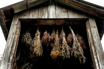 old house in the woods