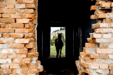 brick wall and horse
