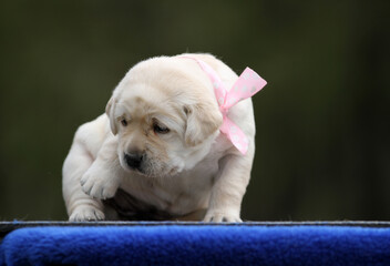 the yellow labrador dog on the blue