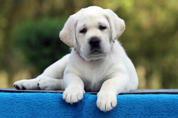 the sweet yellow labrador dog on the blue