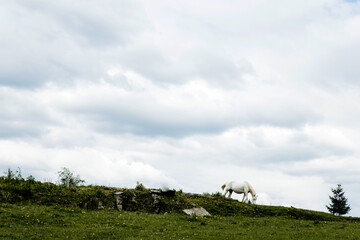horse on a meadow