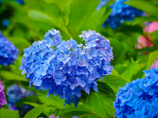 【京都府】三室戸寺の紫陽花
