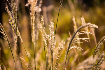 Fototapeta premium golden wheat field