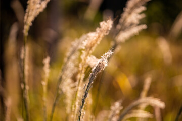 grass in the wind