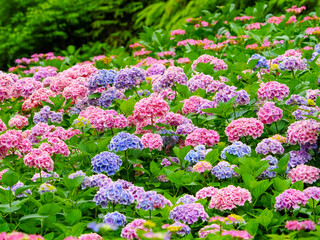 【京都府】三室戸寺の紫陽花
