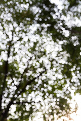 Bokeh blurry green and white from the light shines through the leaves from the high angle. Cause light circle in a circle.