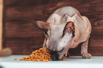 The bald cat of the Canadian Sphynx breed is eating dry food.