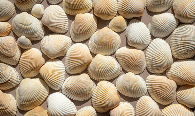 Seashells view above. Beautiful marine background. Sea wallpaper.