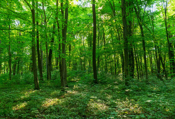 Fototapeta premium Sunlight in the green forest, spring time