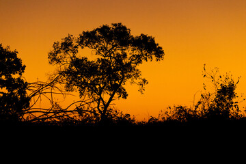 Fototapeta na wymiar Perfect tree in sunset