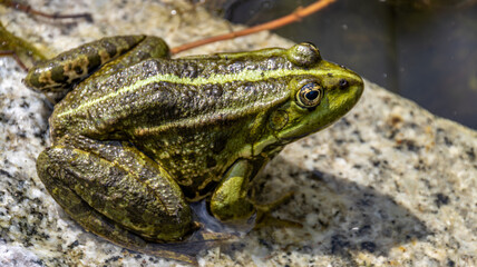 Frosch