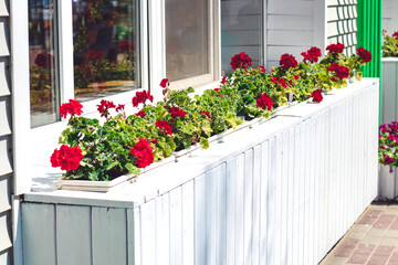 cafe decoration in wooden flower beds red pelargoniums grow.